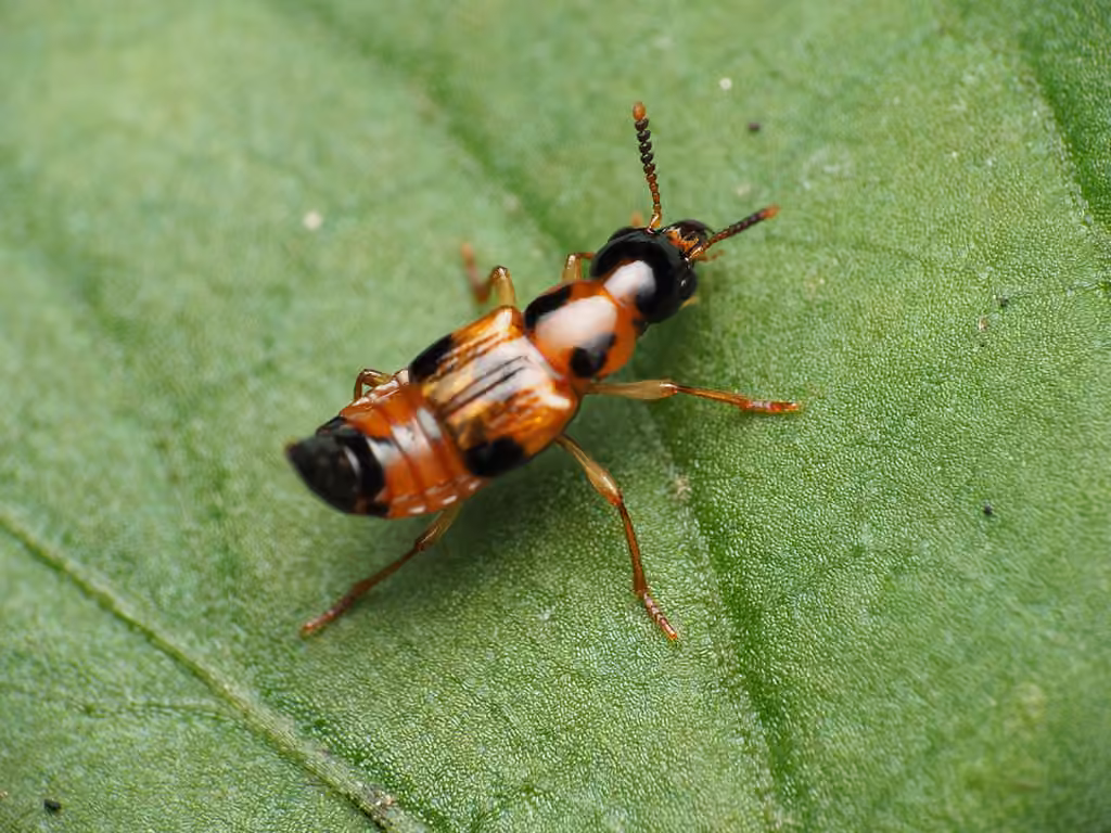 Five-marked Cross-toothed Rove Beetle