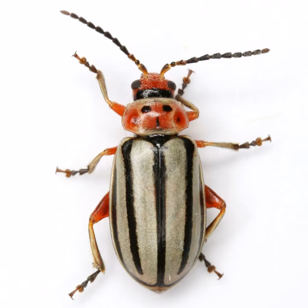 Striped Willow Leaf Beetle