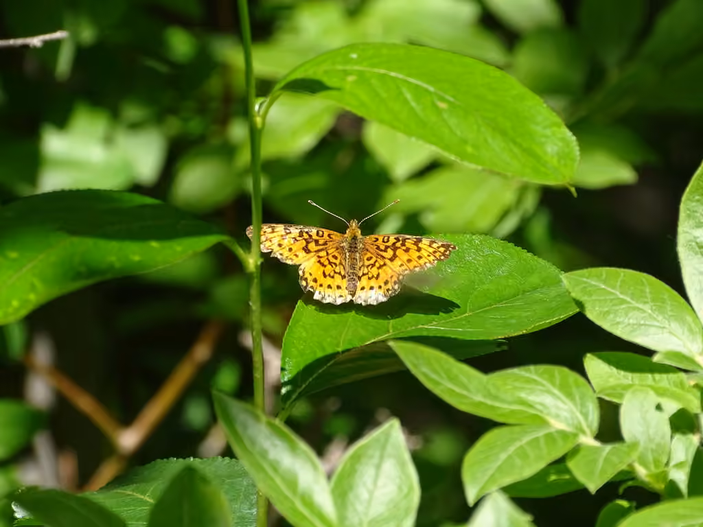 American Silver-bordered Fritillary, Femelle