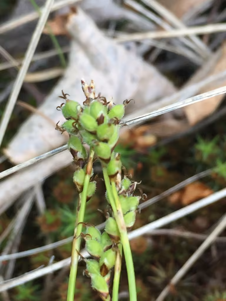 Carex élégant, En fruits