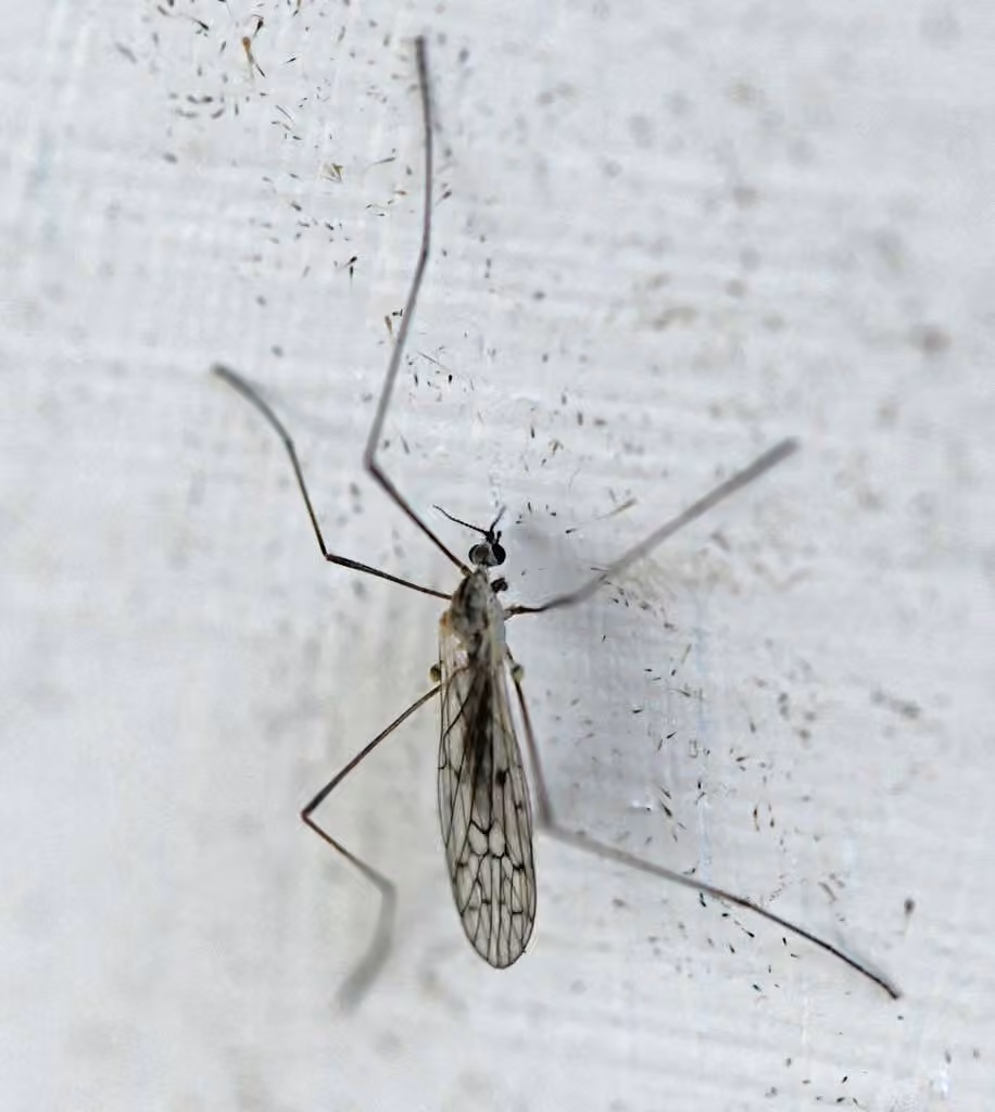 Symplecta hybrida