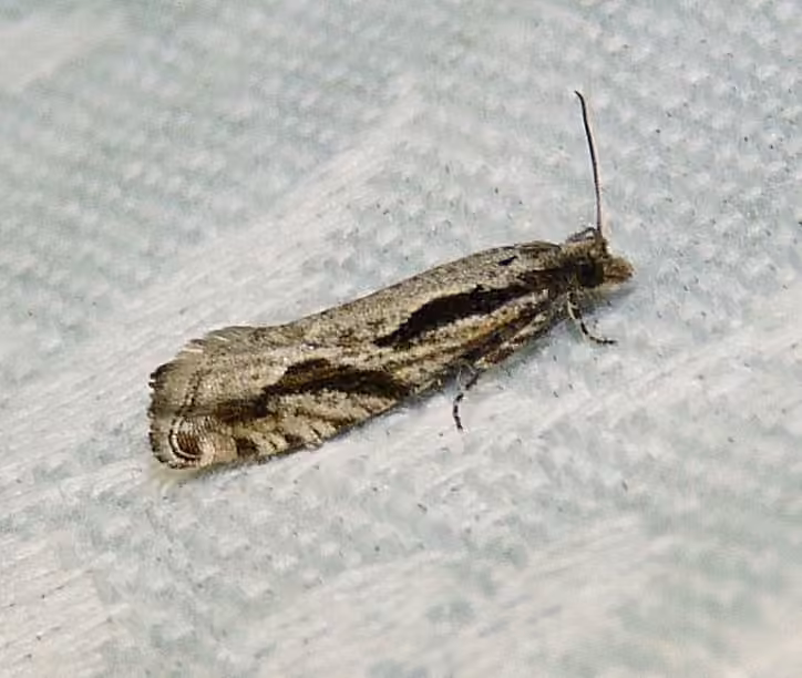 Black Dash Epinotia Moth, photo 1 sur 5