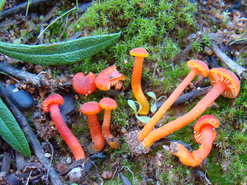Hygrophore vermillon