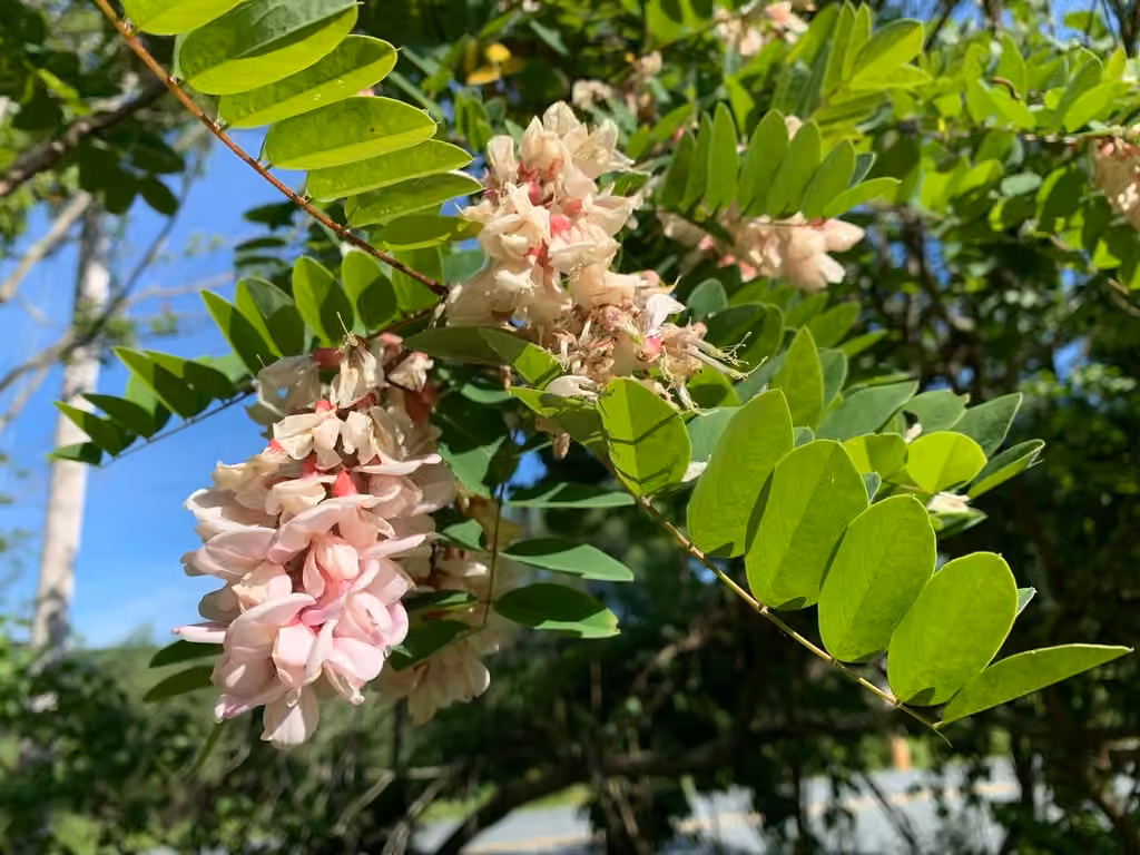 Robinier visqueux, En fleurs
