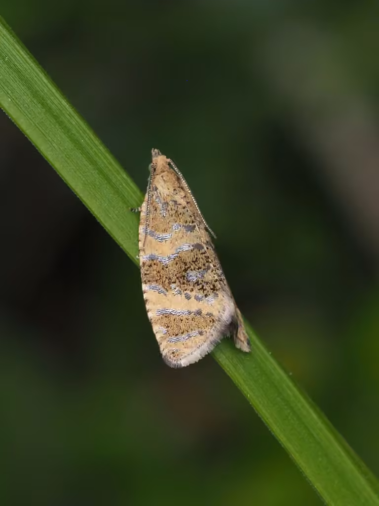 Highland Marble, Adulte