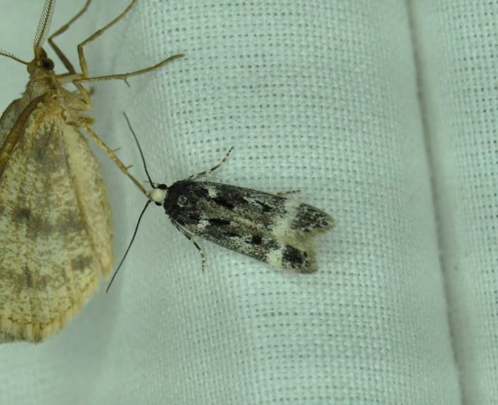 Chionodes sattleri, Adult