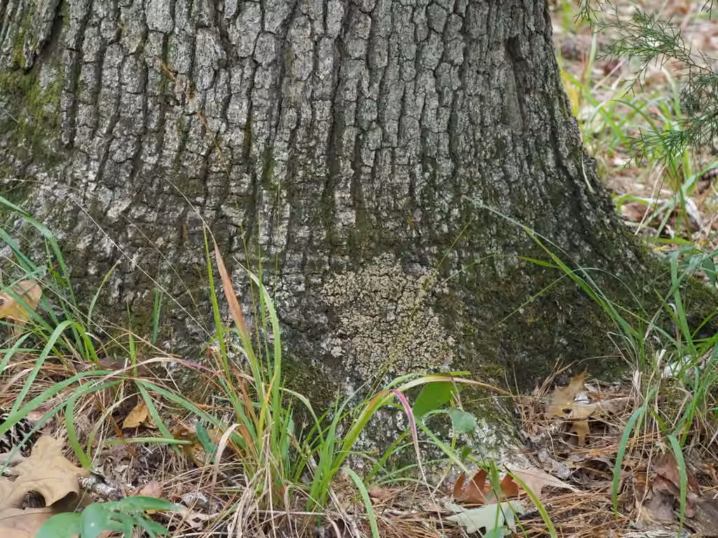Placide des arbres, photo 2 sur 5