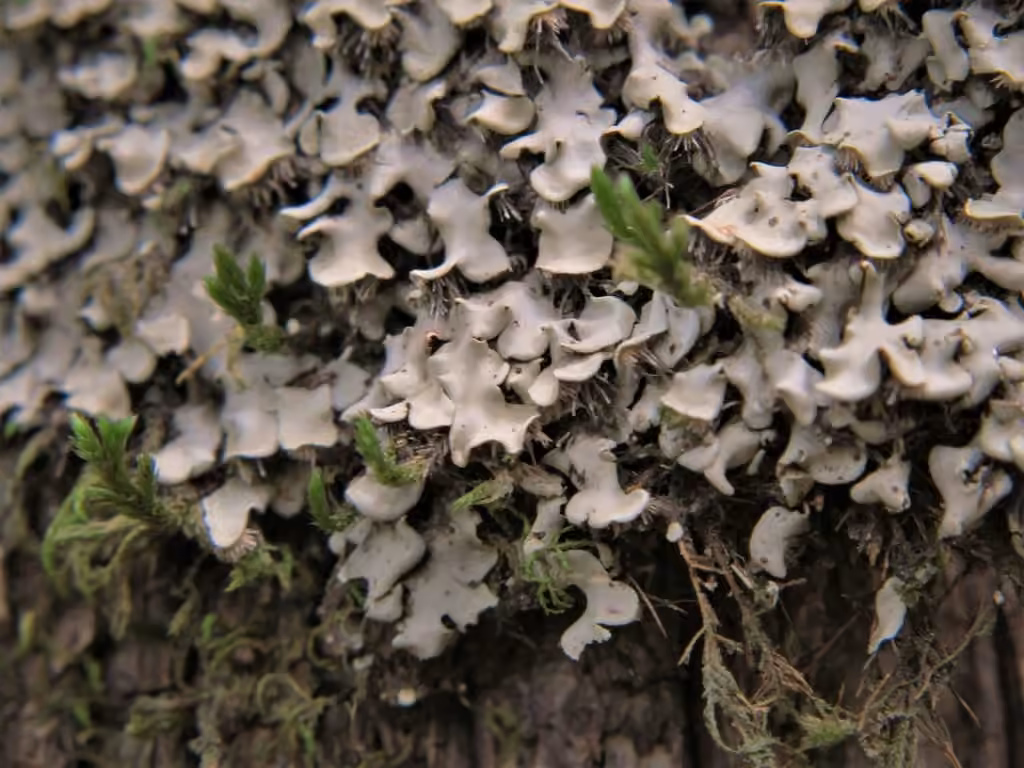 Placide des arbres, photo 1 sur 5