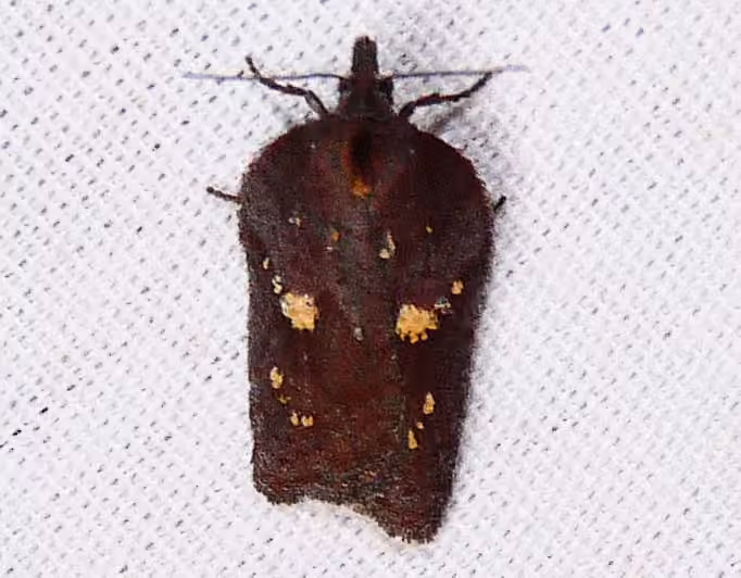 Acleris bowmanana, Adult