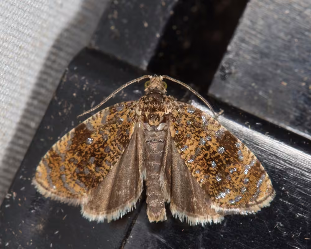 Astronomer Moth, Adult