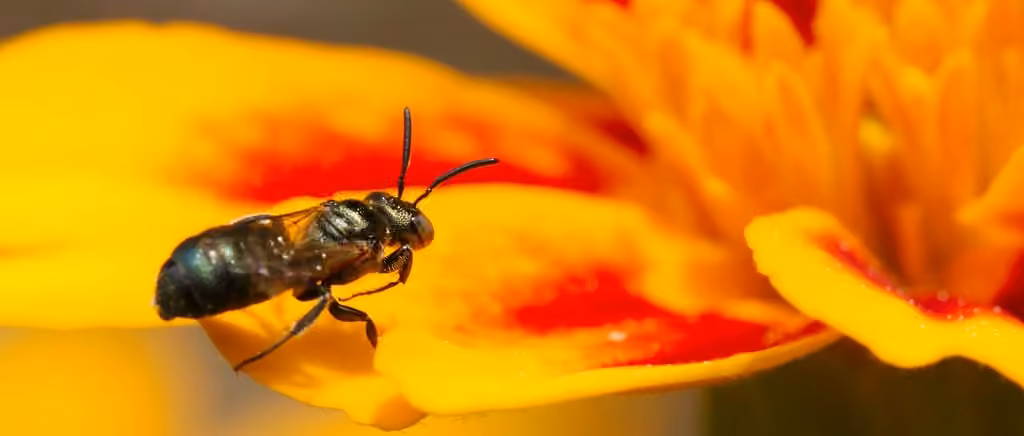 Mikmaq Little Carpenter Bee, Male