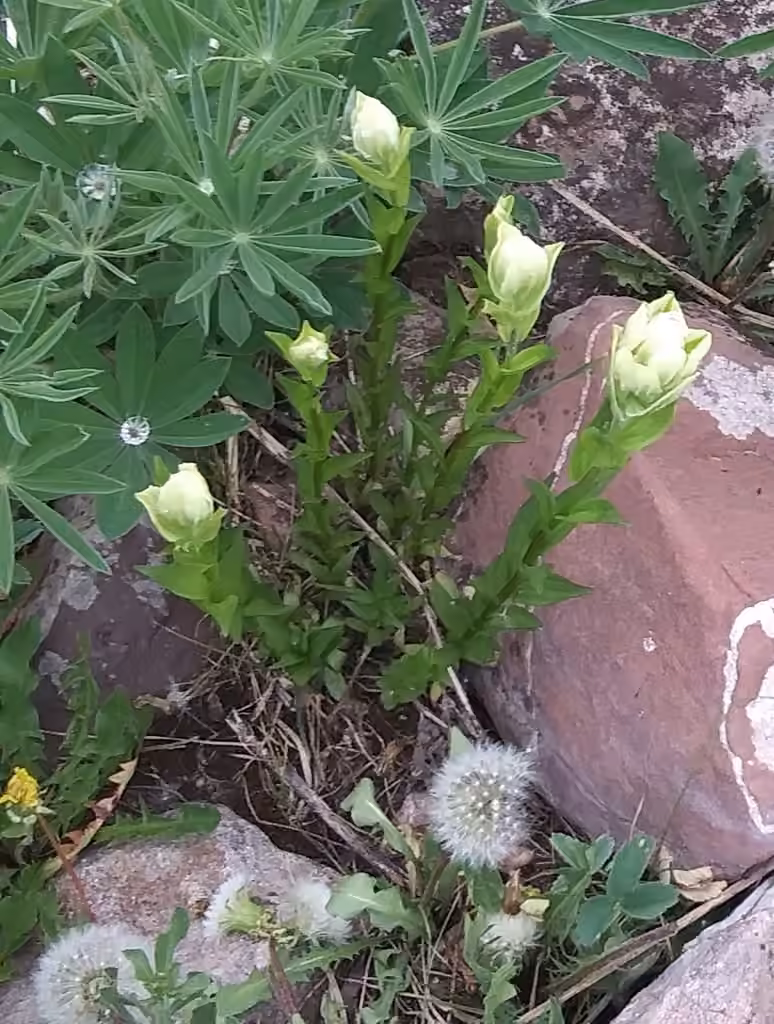 Castilléjie septentrionale, En boutons