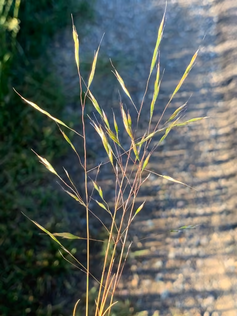 North Africa grass, photo 2 of 5