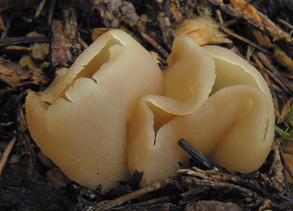 Blistered Cup, photo 1 of 5