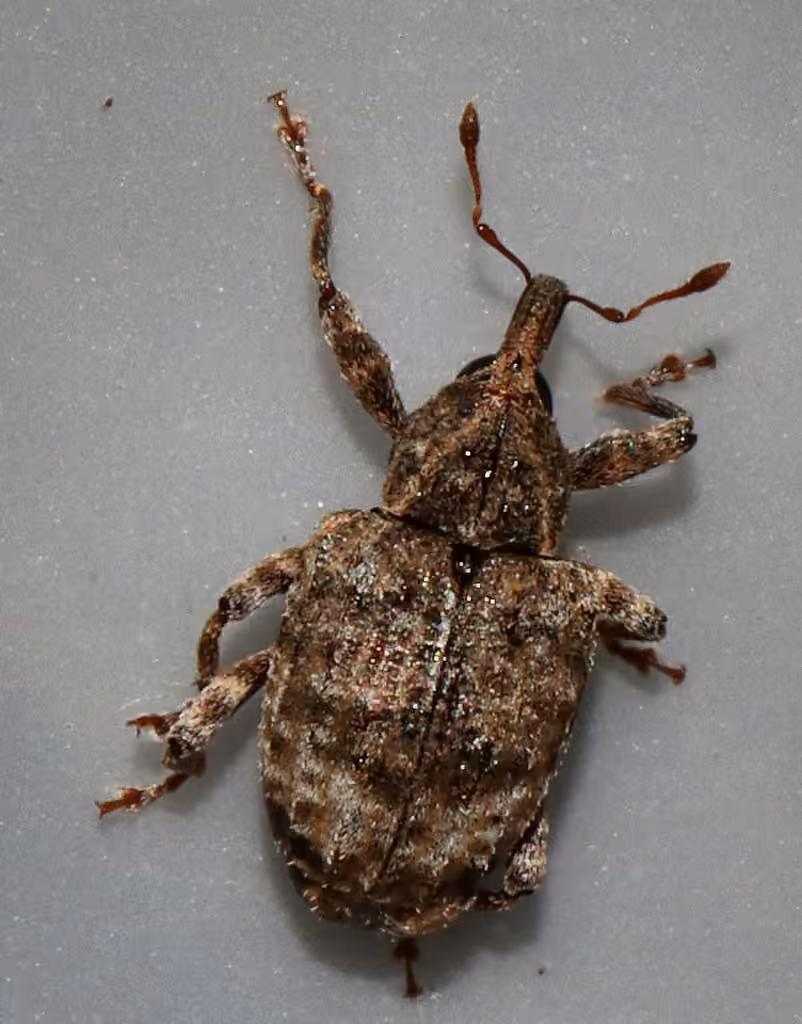 Pigweed Curculio, photo 3 of 5