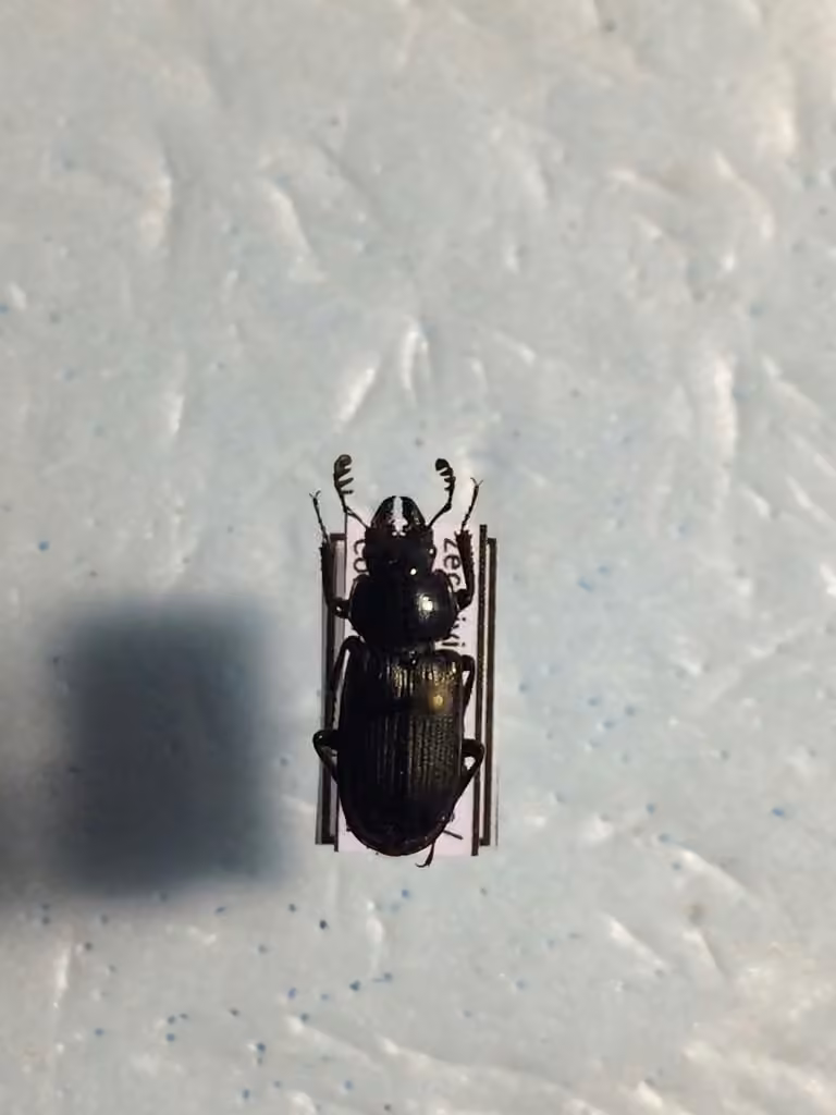 Aspen stag beetle, photo 3 of 5