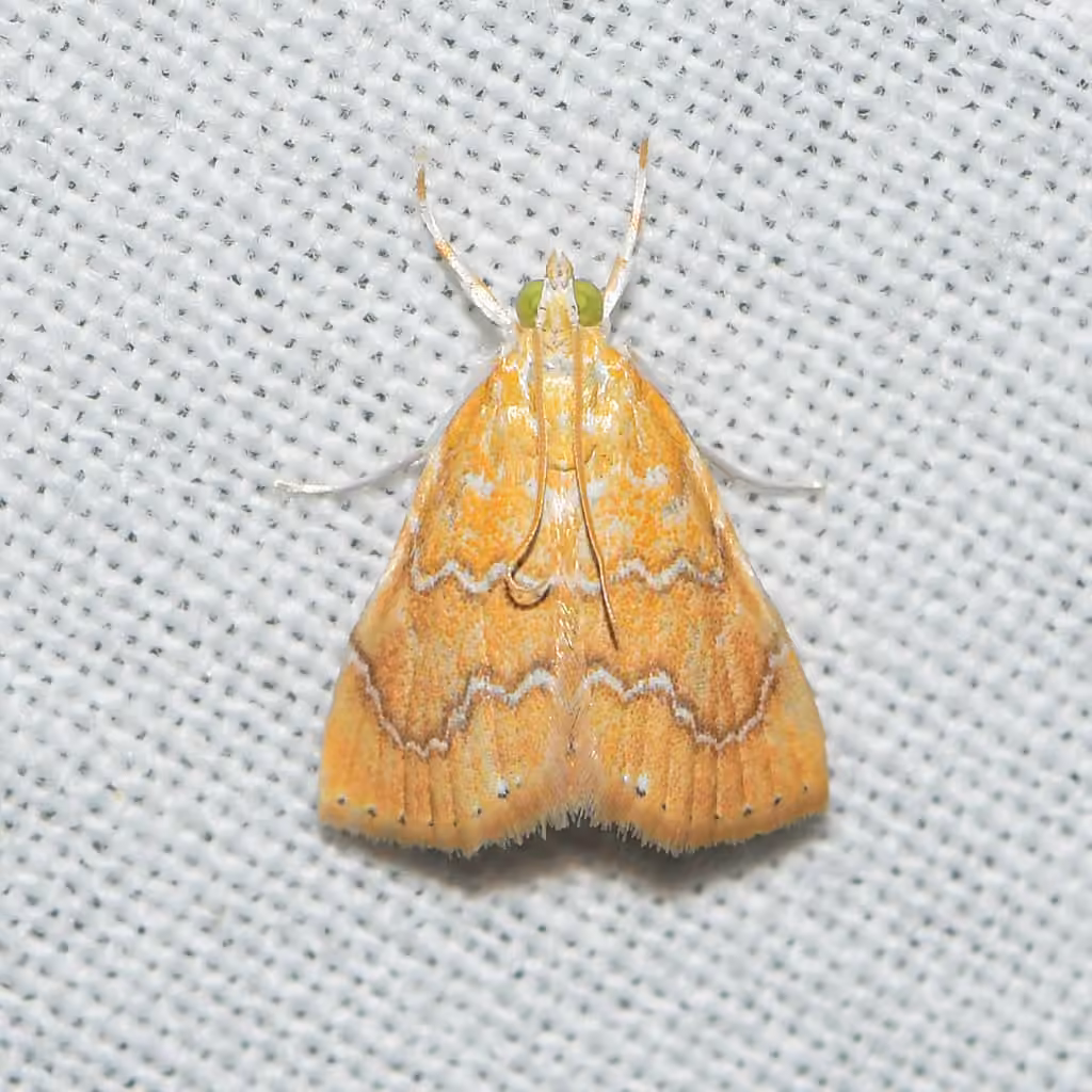 White-roped Glaphyria Moth, photo 1 sur 5