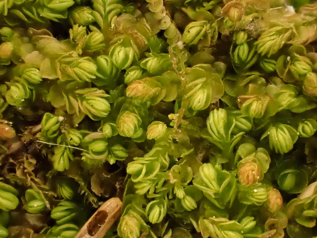 Ladder Flapwort