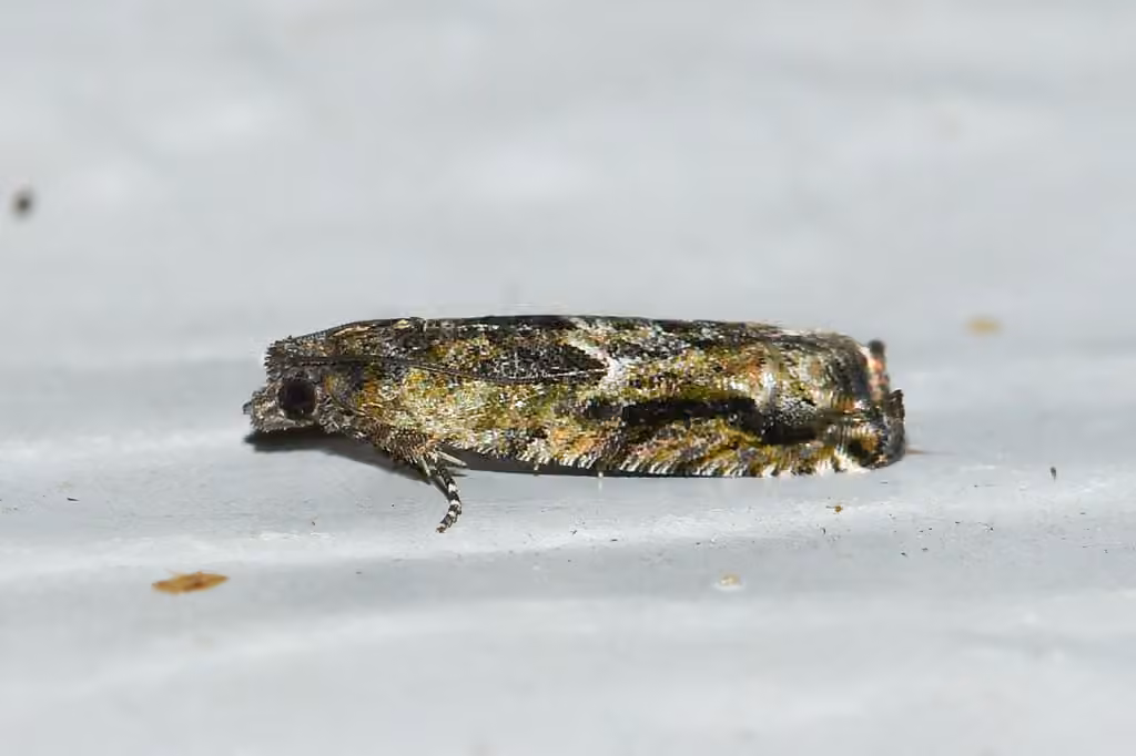 Pseudexentera haracana, photo 1 sur 5
