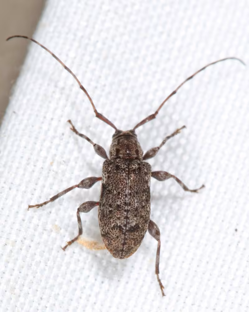 Six-speckled Long-horned Beetle, photo 1 of 5