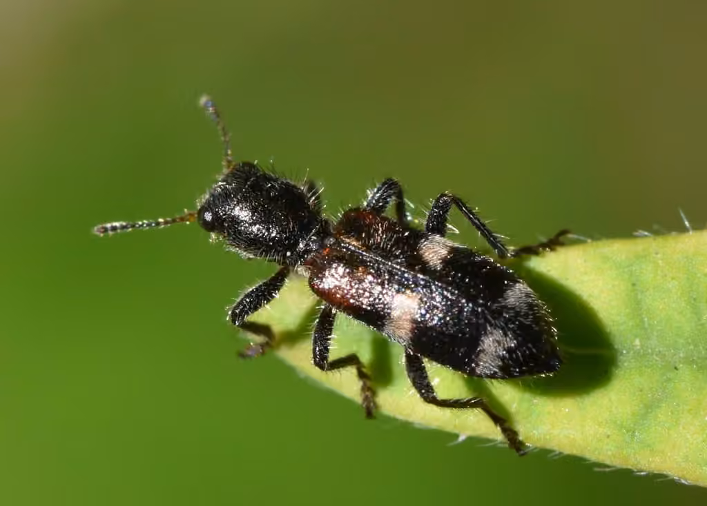 Black-fronted checkered beetle