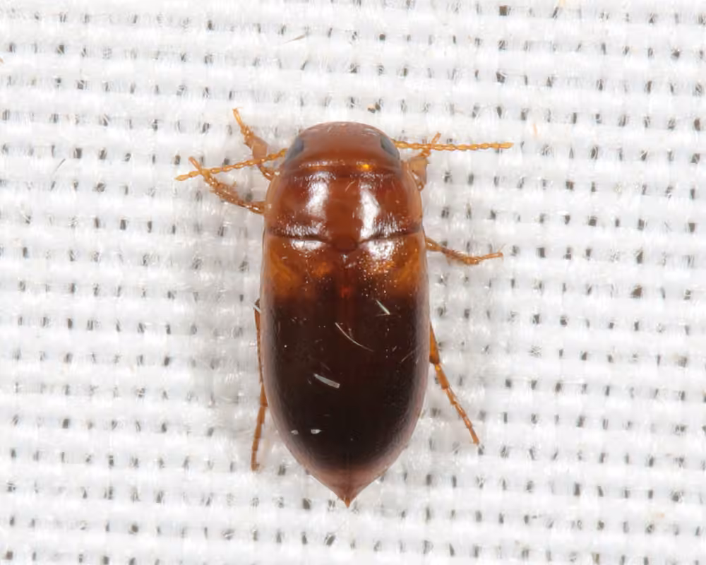 Hubbell's Predaceous Diving Beetle, photo 2 of 5