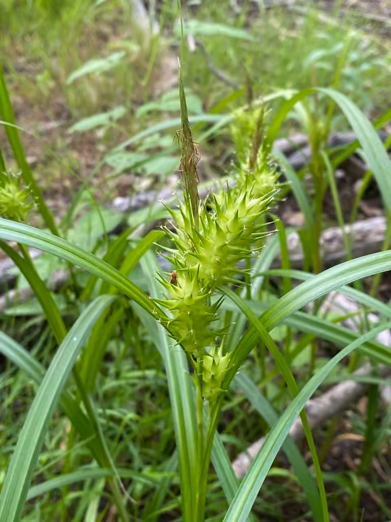 Carex houblon, En fleurs