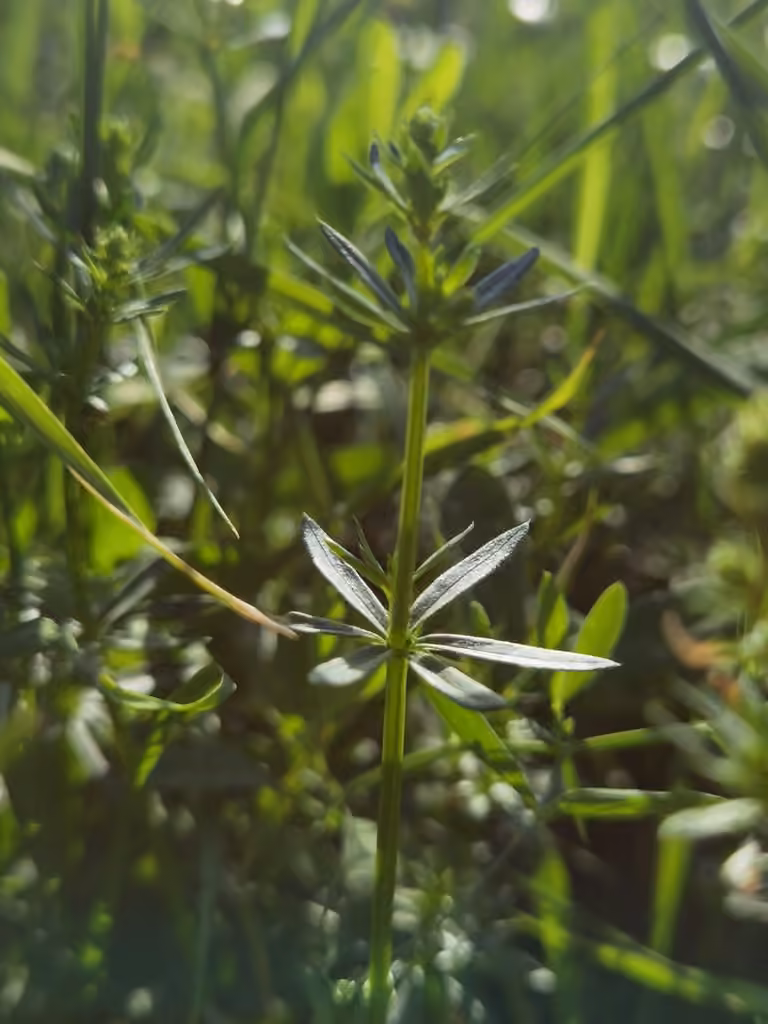 False baby's breath, Flower buds