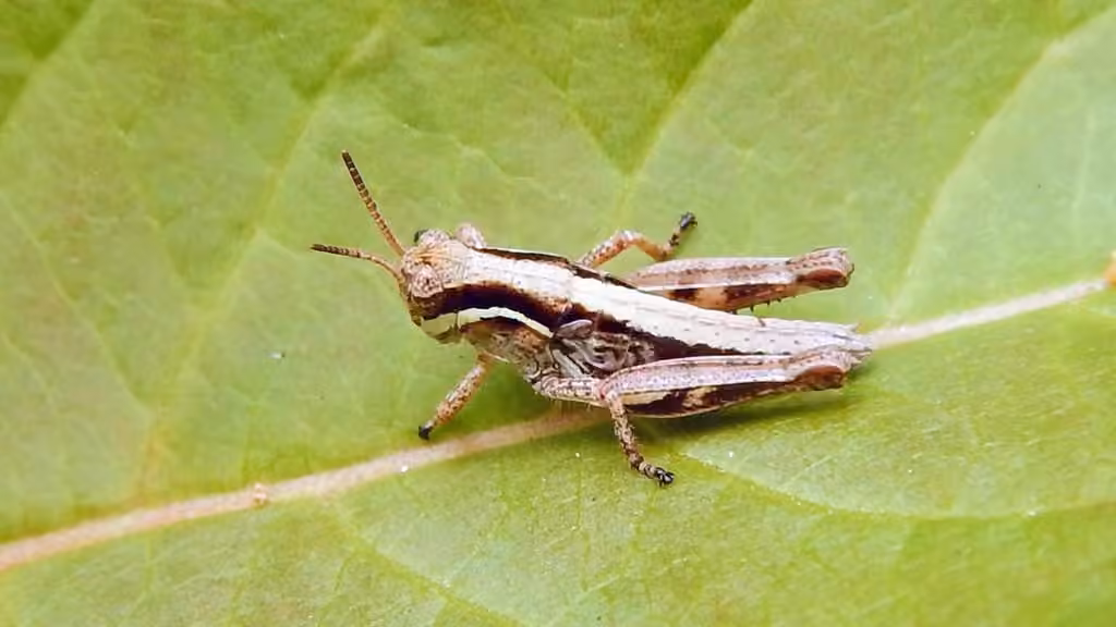 Criquet des forêts, Nymphe