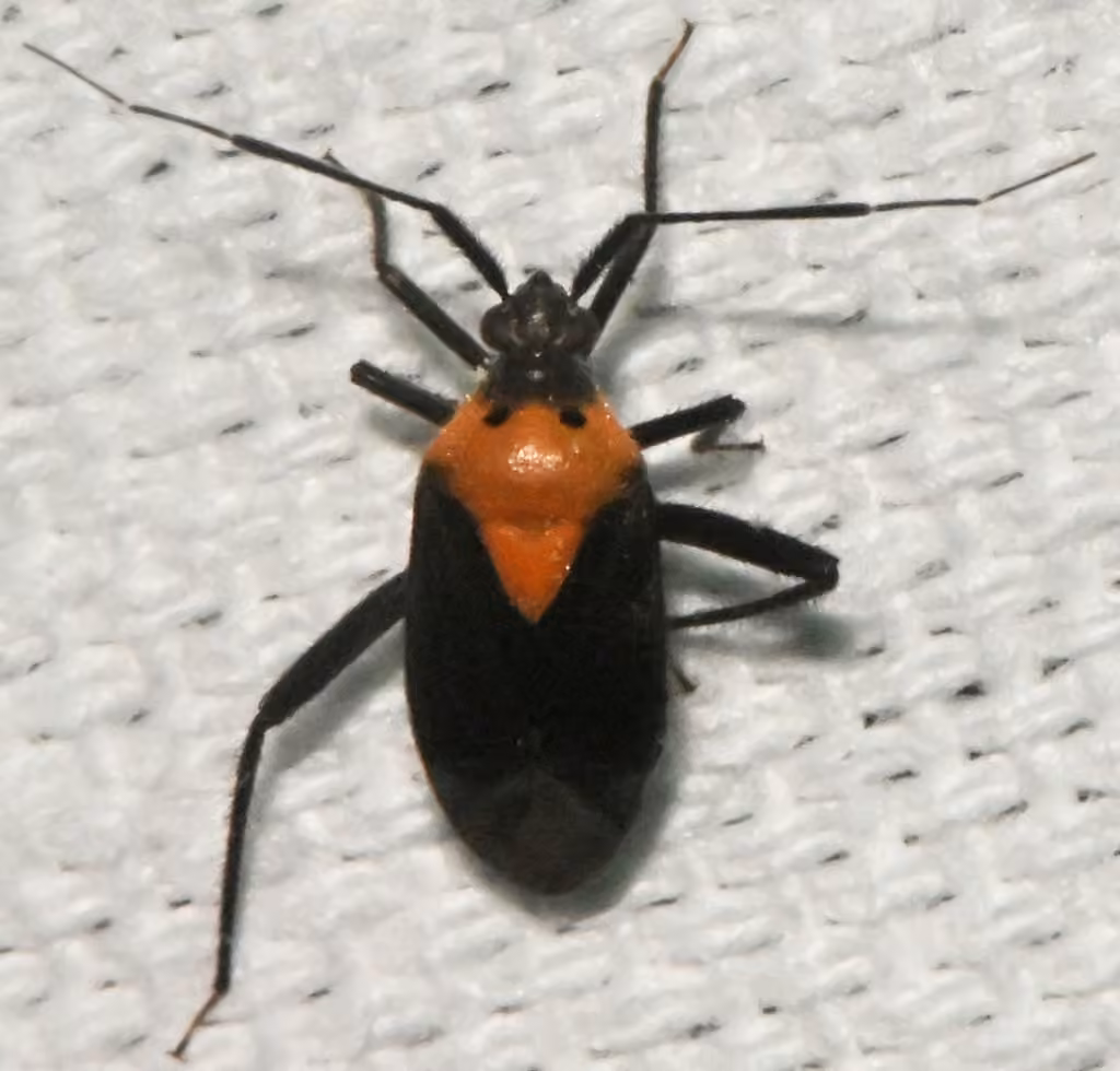 Taedia scrupea, photo 1 sur 5