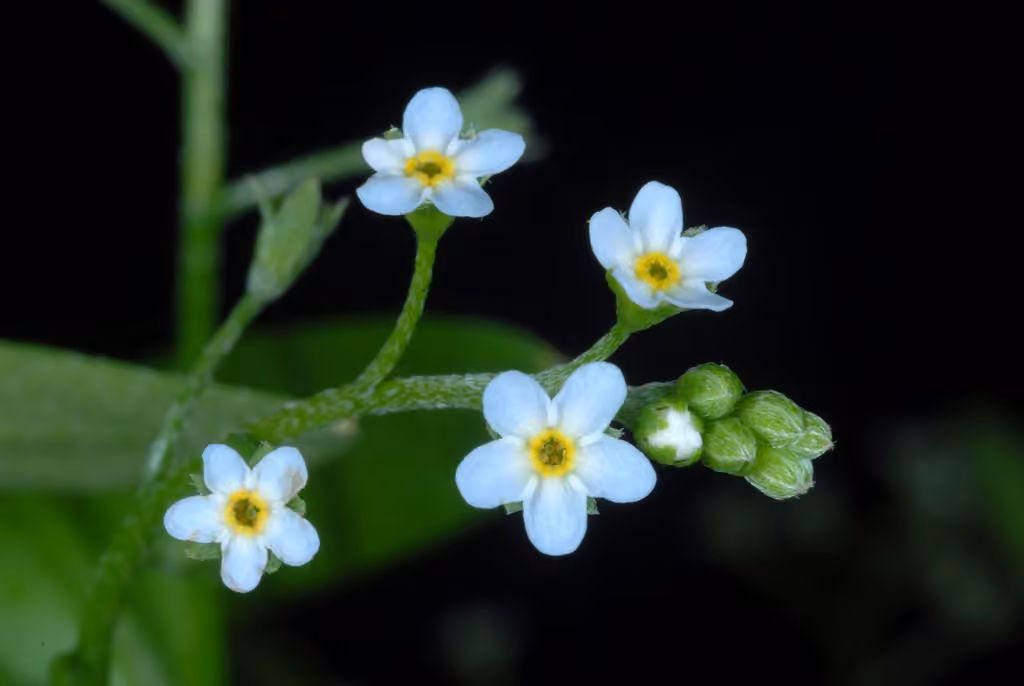 Myosotis laxiflore, photo 3 sur 5