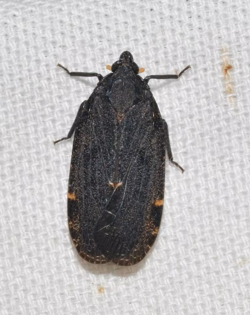 Cixidia opaca, photo 2 sur 5