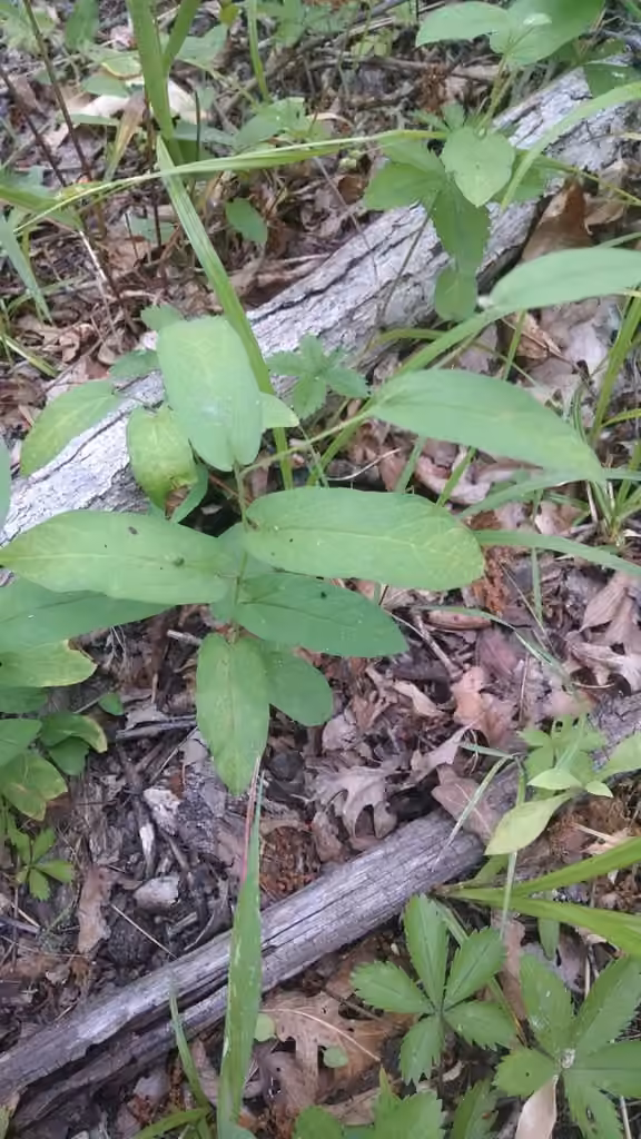 Low false bindweed, In fruit