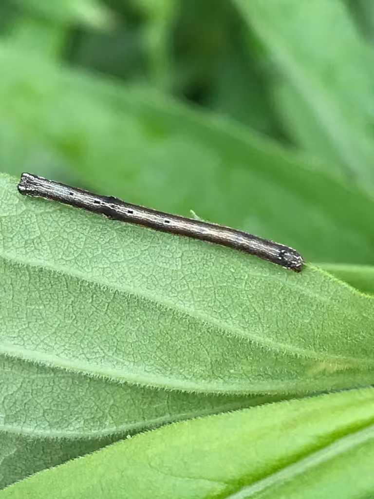 North American Common Gray, Caterpillar