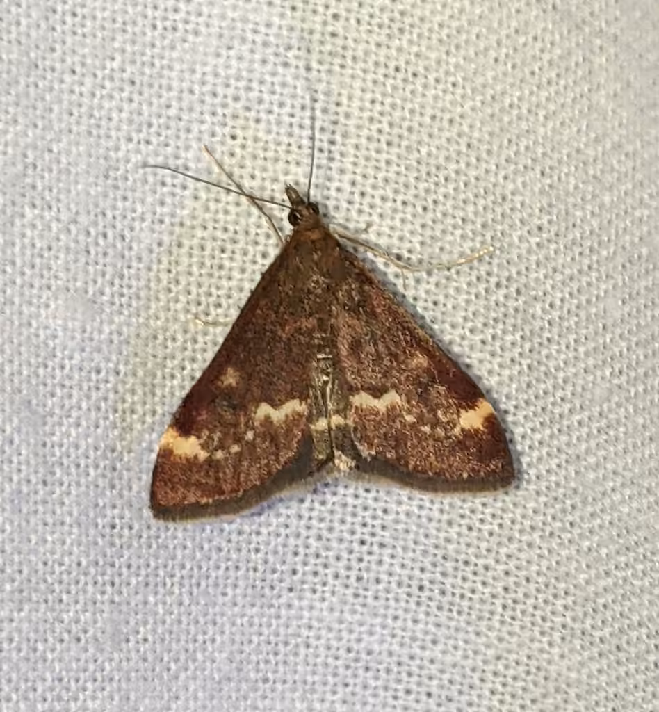 Chestnut Pyrausta, photo 2 of 5