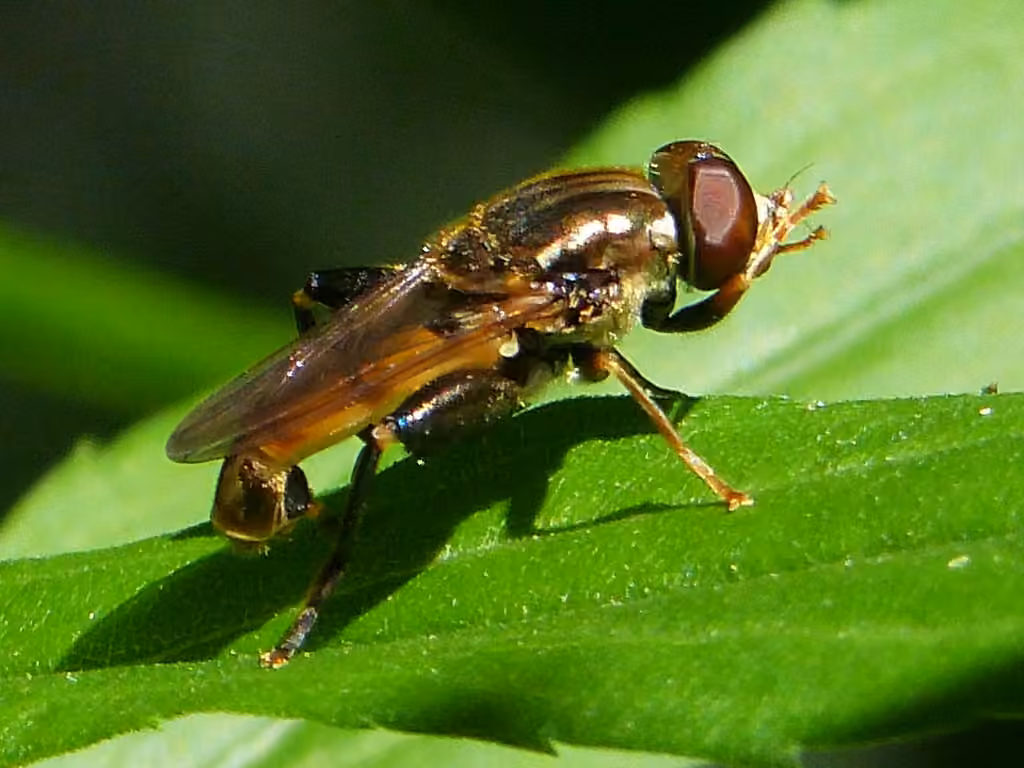 Syrphe carré, Mâle
