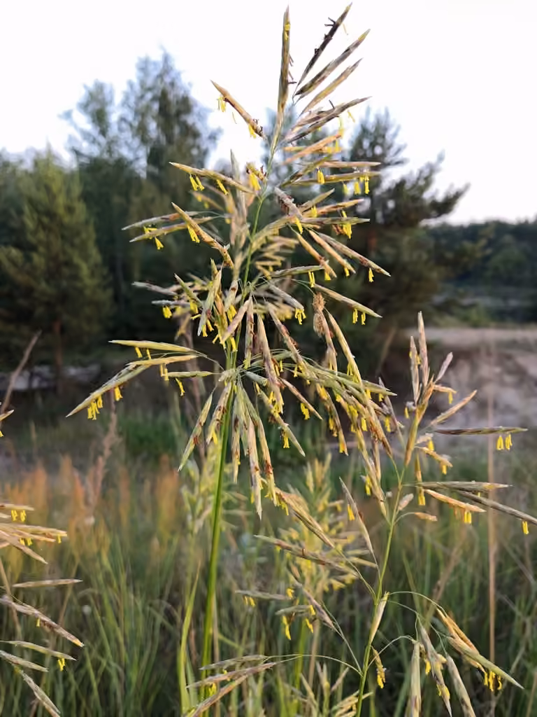 Smooth brome, In flower