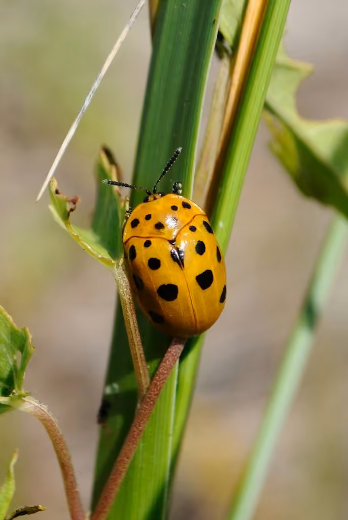 Casside des liserons, photo 3 sur 5