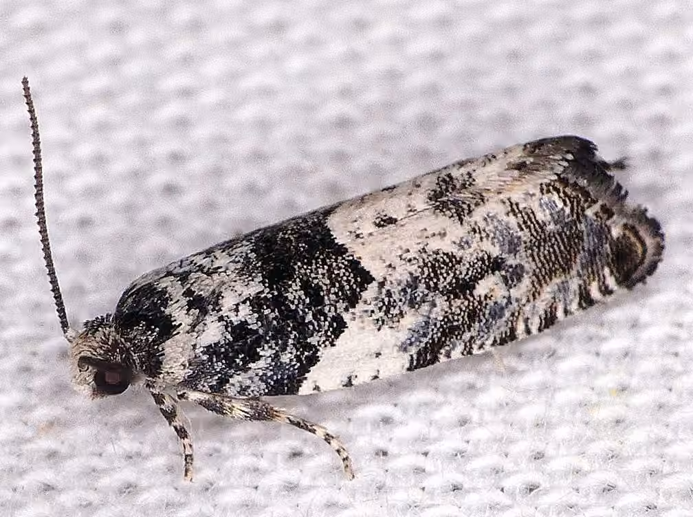 Gypsonoma adjuncta, Adulte
