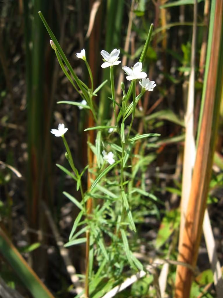 Bog willowherb
