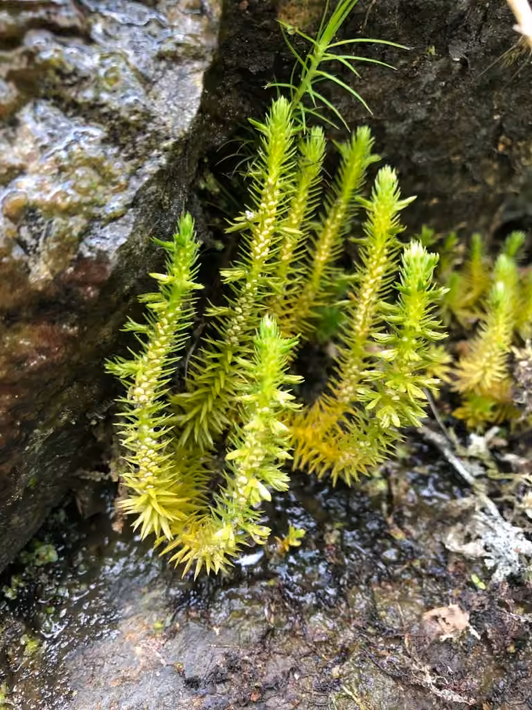 Appalachian clubmoss, photo 2 of 5