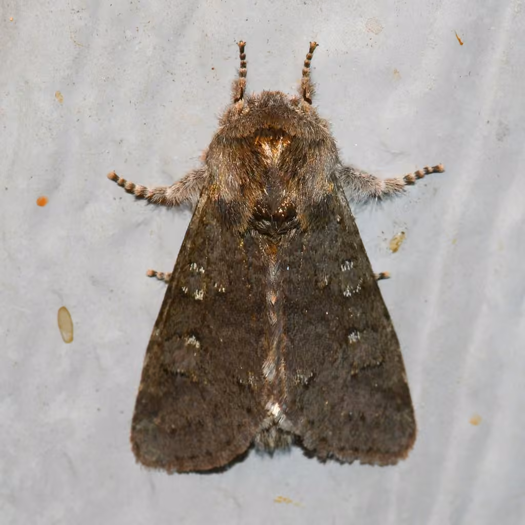 Roland's Sallow, photo 3 of 5