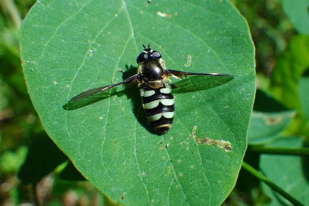 Syrphe détendu, Femelle