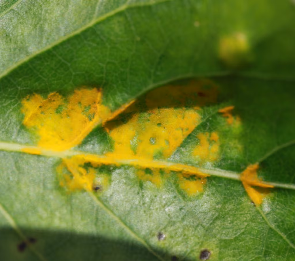 Poplar Leaf Curl, photo 3 of 5