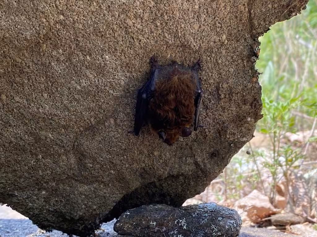 Chauve-souris pygmée de l'Est, Femelle