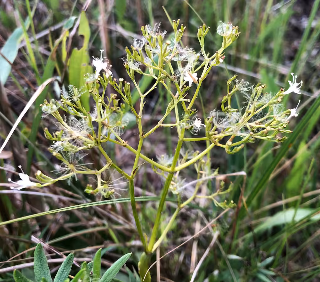 Mountain valerian, In fruit