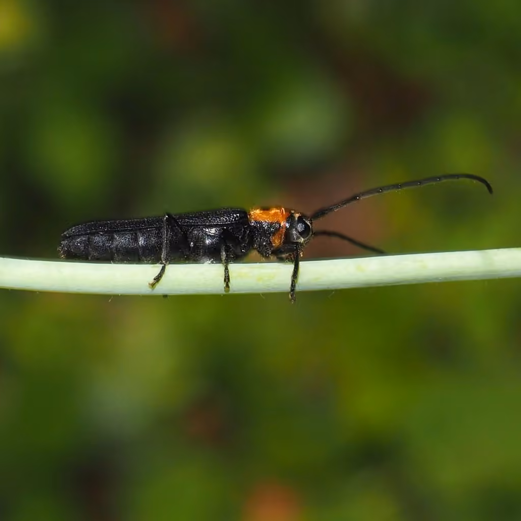 Longicorne persillé, photo 1 sur 5