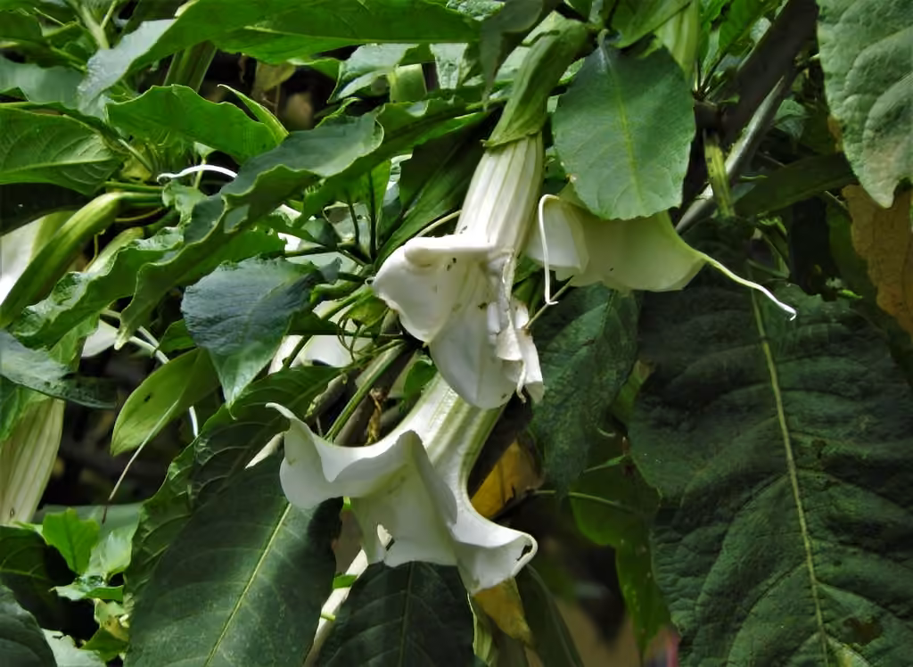 Brugmansia en arbre, photo 3 sur 5