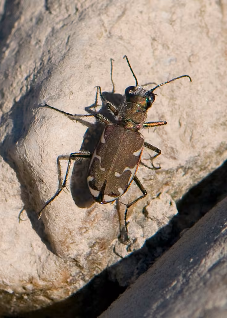 Appalachian Tiger Beetle, photo 1 of 5