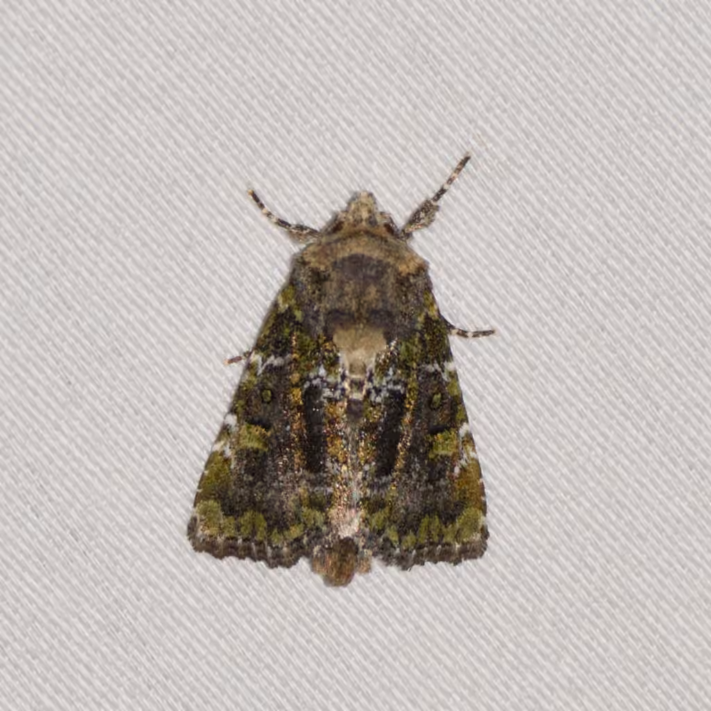 Yellow-spotted Brocade, Adulte